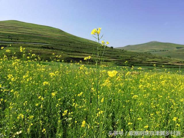 「紫塞明珠」旅游攻略｜张北草原天路，你想不到的土豆花……