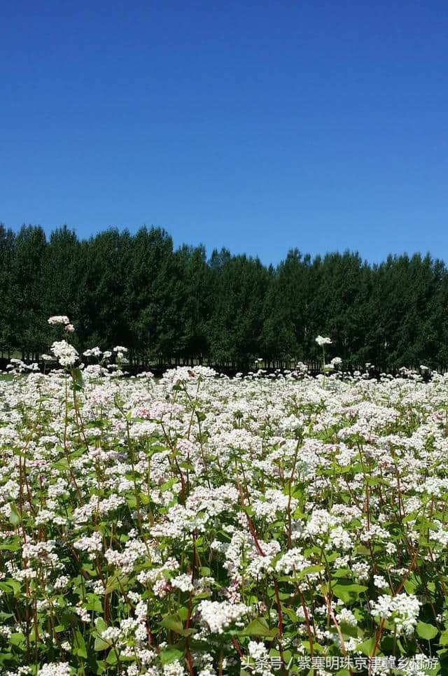 「紫塞明珠」旅游攻略｜张北草原天路，你想不到的土豆花……