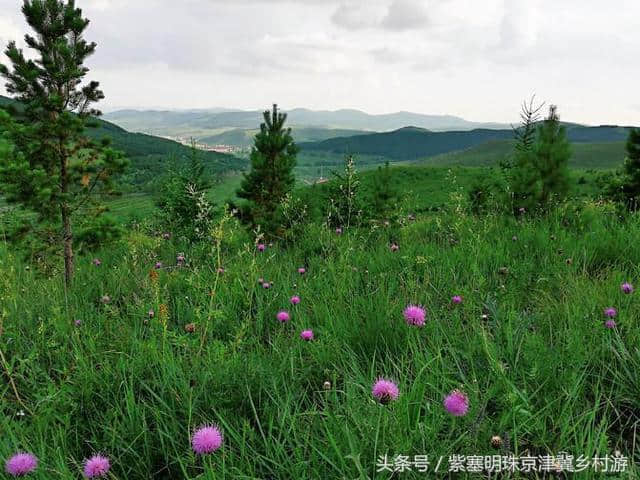 「紫塞明珠」旅游攻略｜张北草原天路，你想不到的土豆花……