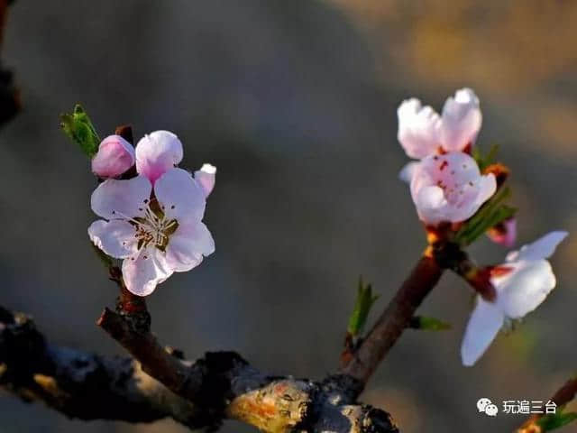 3月9日东塔镇桃花山丨三台首届桃花节，等着你看那桃花儿开