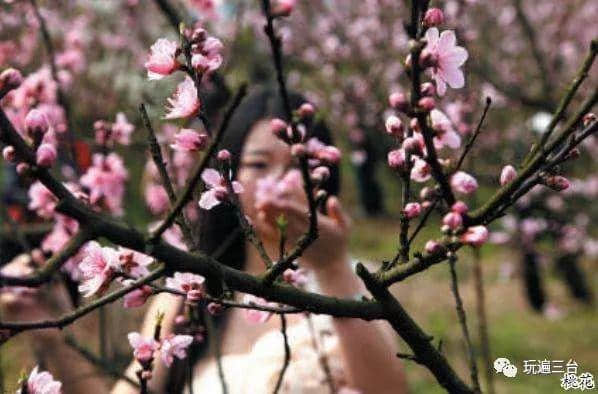 3月9日东塔镇桃花山丨三台首届桃花节，等着你看那桃花儿开