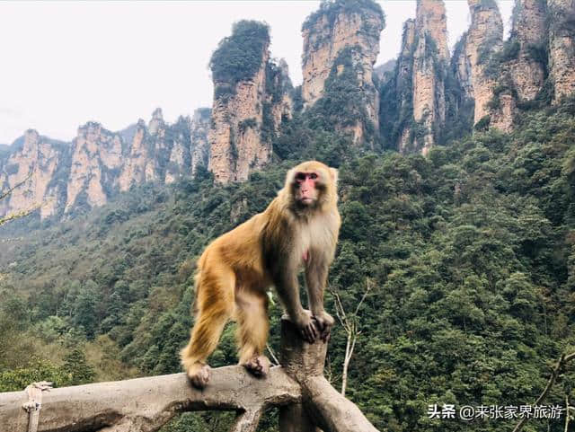 张家界四日游预算，地接价格多少最划算、最实惠？