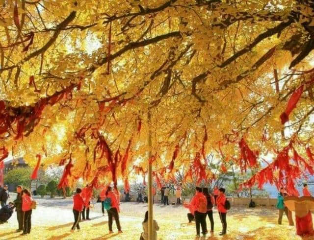 郑州的这个庙会真热闹，黄河富景生态新春文化旅游节点燃节日激情