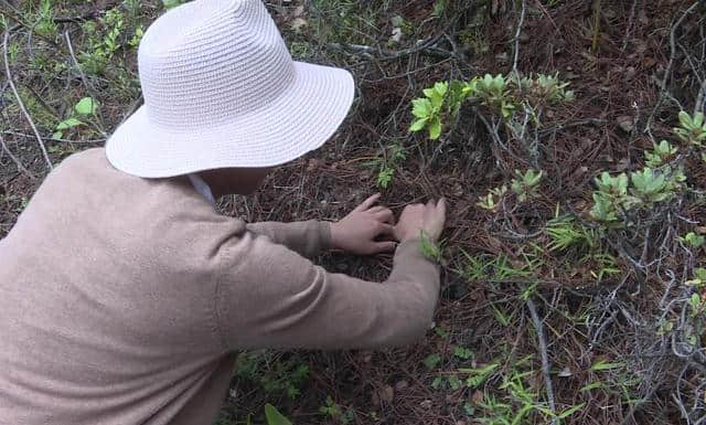 香格里拉推6条落地自驾精品旅游线，带你体验松茸采摘之旅