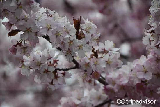 樱花季最强攻略｜19个日本樱花最佳观赏地，保证你今年一定看得到！