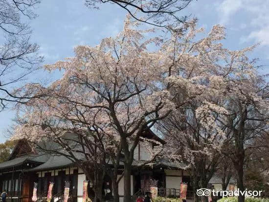 樱花季最强攻略｜19个日本樱花最佳观赏地，保证你今年一定看得到！