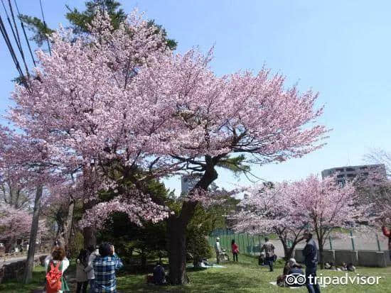 樱花季最强攻略｜19个日本樱花最佳观赏地，保证你今年一定看得到！