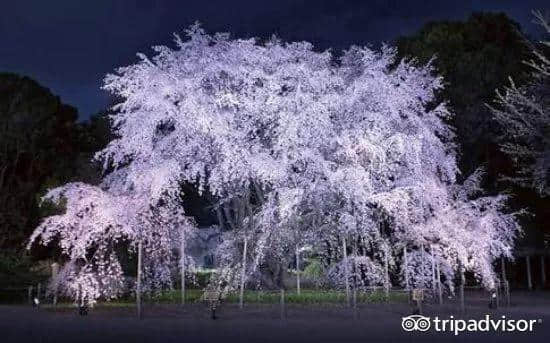 樱花季最强攻略｜19个日本樱花最佳观赏地，保证你今年一定看得到！