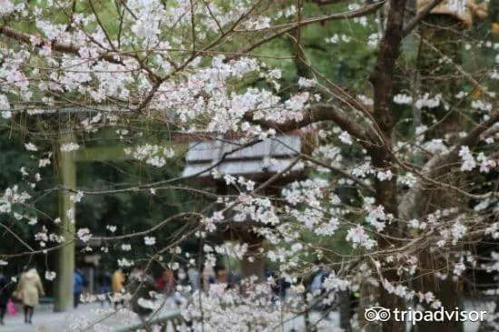 樱花季最强攻略｜19个日本樱花最佳观赏地，保证你今年一定看得到！