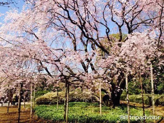 樱花季最强攻略｜19个日本樱花最佳观赏地，保证你今年一定看得到！