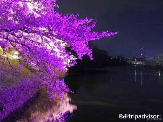 樱花季最强攻略｜19个日本樱花最佳观赏地，保证你今年一定看得到！