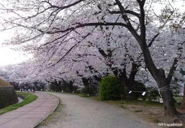 樱花季最强攻略｜19个日本樱花最佳观赏地，保证你今年一定看得到！