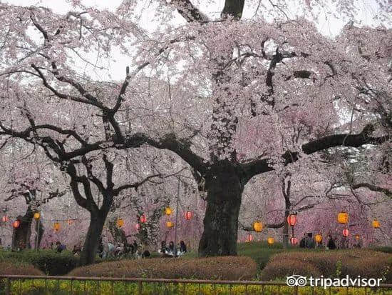 樱花季最强攻略｜19个日本樱花最佳观赏地，保证你今年一定看得到！