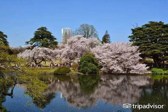 樱花季最强攻略｜19个日本樱花最佳观赏地，保证你今年一定看得到！