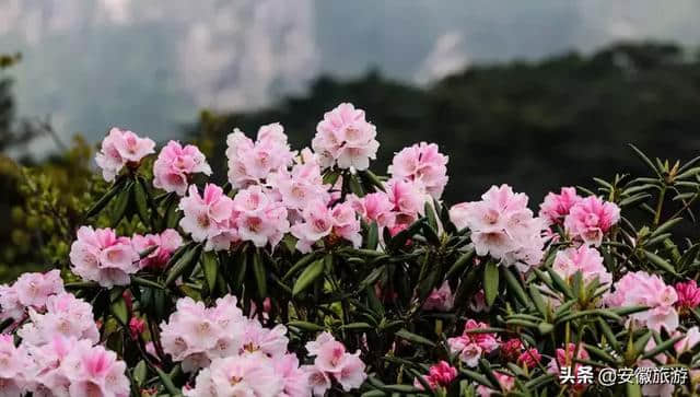 黄山春日赏花图鉴