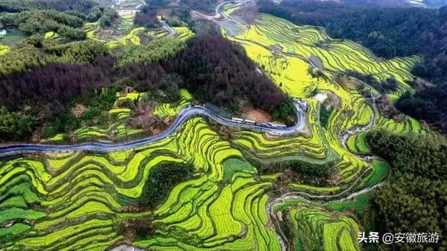 黄山春日赏花图鉴