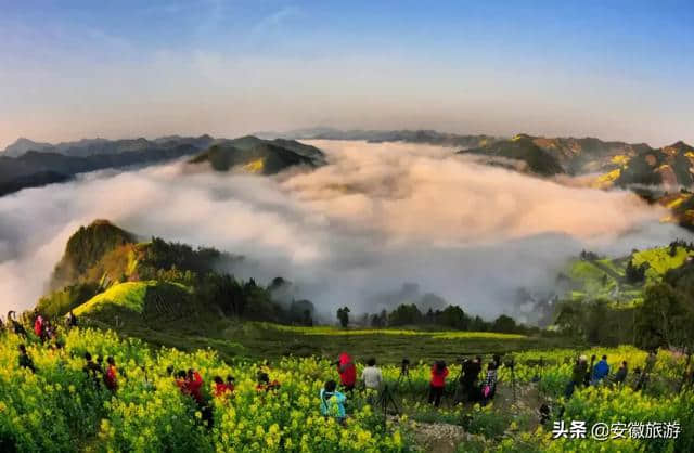 黄山春日赏花图鉴