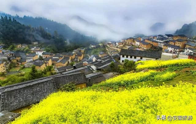 黄山春日赏花图鉴