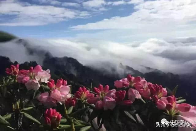 黄山春日赏花图鉴