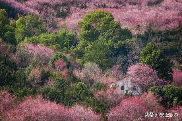 黄山春日赏花图鉴