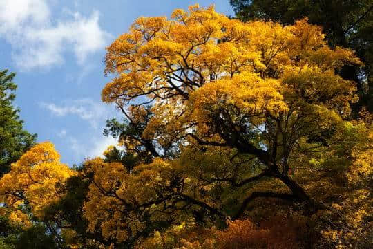 理县米亚罗红叶温泉节启幕 邀你赴一场“藏羌特色”的秋冬之旅