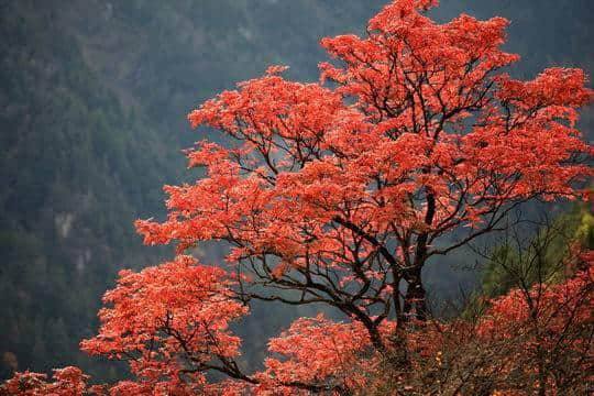 理县米亚罗红叶温泉节启幕 邀你赴一场“藏羌特色”的秋冬之旅