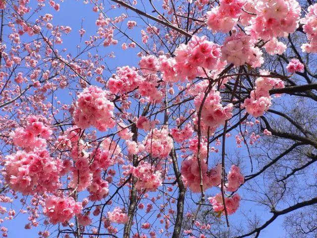 「德庆过大年」花开成海！美食当前！约起约起~龙母花海嘉年华将于2月6日正式开园，地点在这里！