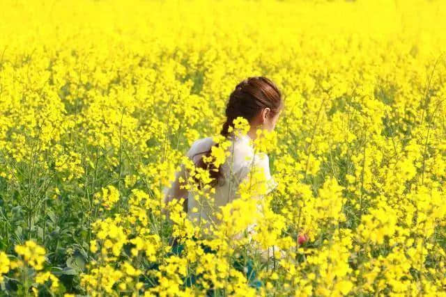 「德庆过大年」花开成海！美食当前！约起约起~龙母花海嘉年华将于2月6日正式开园，地点在这里！