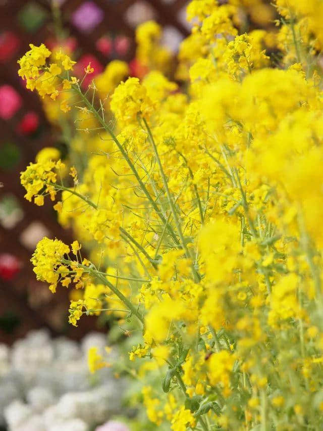 「德庆过大年」花开成海！美食当前！约起约起~龙母花海嘉年华将于2月6日正式开园，地点在这里！