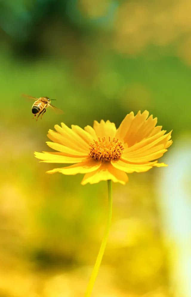 「德庆过大年」花开成海！美食当前！约起约起~龙母花海嘉年华将于2月6日正式开园，地点在这里！