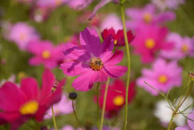 「德庆过大年」花开成海！美食当前！约起约起~龙母花海嘉年华将于2月6日正式开园，地点在这里！