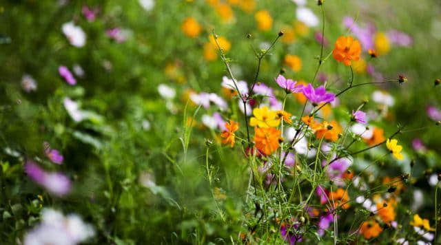 「德庆过大年」花开成海！美食当前！约起约起~龙母花海嘉年华将于2月6日正式开园，地点在这里！