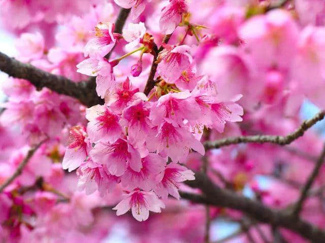 「德庆过大年」花开成海！美食当前！约起约起~龙母花海嘉年华将于2月6日正式开园，地点在这里！