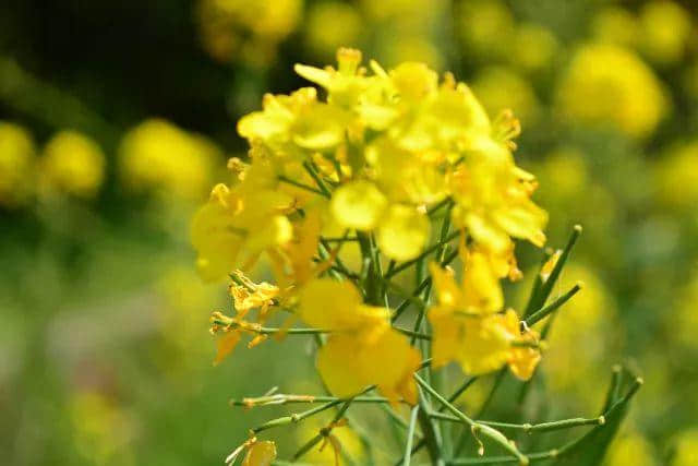 「德庆过大年」花开成海！美食当前！约起约起~龙母花海嘉年华将于2月6日正式开园，地点在这里！