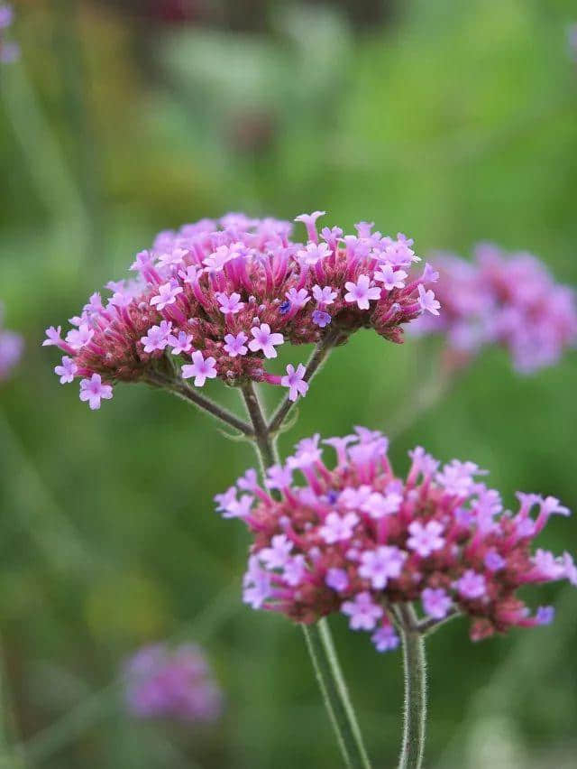 「德庆过大年」花开成海！美食当前！约起约起~龙母花海嘉年华将于2月6日正式开园，地点在这里！