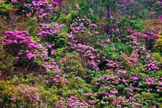 湖南莽山 杜鹃花次第绽放