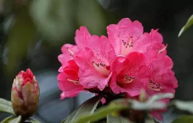 湖南莽山 杜鹃花次第绽放