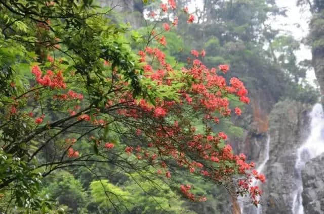 湖南莽山 杜鹃花次第绽放