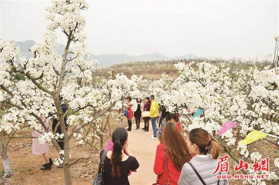 眉山旅游 墙里开花，内外皆香