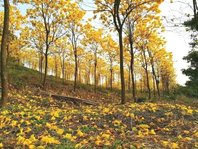 黄花烂漫醉游人，且听风铃！云霄大山海景+黄花风铃木+诏安“小云水谣”一天游！只要148元！