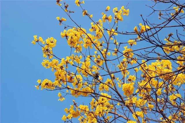 黄花烂漫醉游人，且听风铃！云霄大山海景+黄花风铃木+诏安“小云水谣”一天游！只要148元！