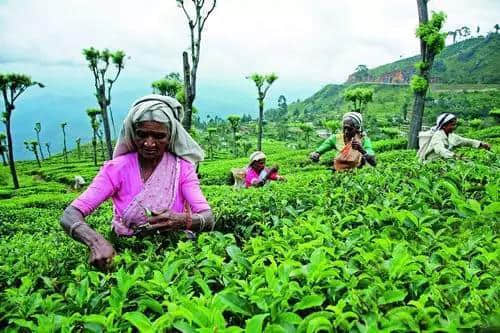 穿越茶园和海洋--斯里兰卡挂火车攻略