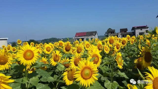 魔幻稻草人、汉服游花海、网红打卡地……阳春三月，娄底这个小镇将被游客“挤爆”！