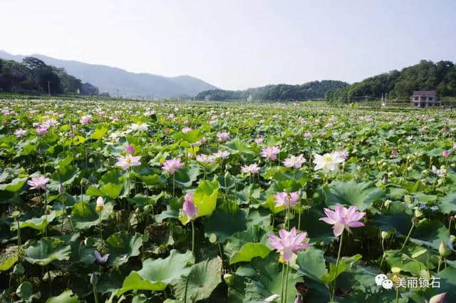 魔幻稻草人、汉服游花海、网红打卡地……阳春三月，娄底这个小镇将被游客“挤爆”！