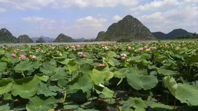 普者黑旅游实用攻略：抓住夏天最后的尾巴