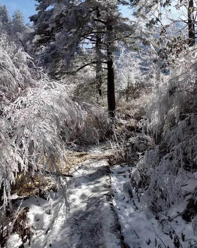 川内1-2天打来回！雪中森林遇水鹿，收好这6条美腻自驾路线