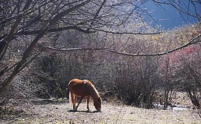 川内1-2天打来回！雪中森林遇水鹿，收好这6条美腻自驾路线