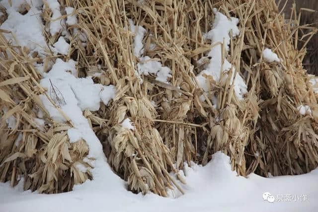 腊月乡雪：陈松帽儿山摄影随笔