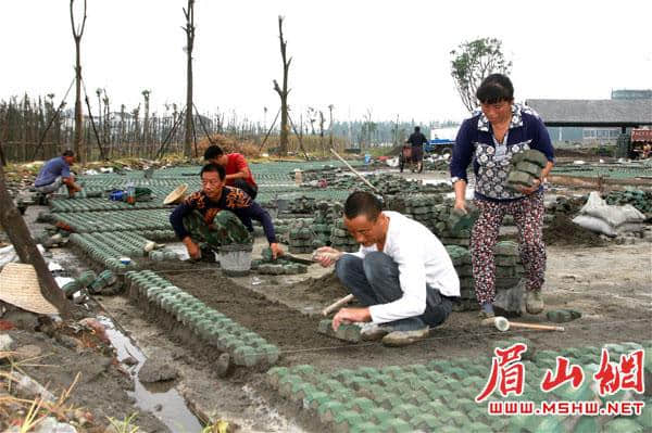 中国泡菜城上臾湾湿地公园 力争9月底建成开园