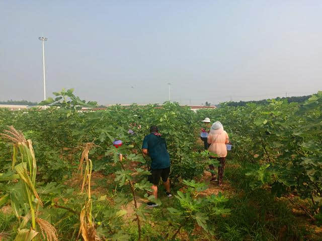 初秋择“甜”黄河岸 荥阳市王村镇2000亩无花果构织旅游新景